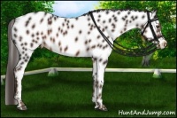Horse Color:Liver Chestnut Appaloosa 