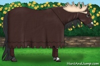 Horse Color:Grullo 