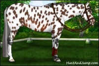Horse Color:Bay Leopard 