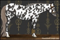Horse Color:Liver Chestnut Appaloosa
