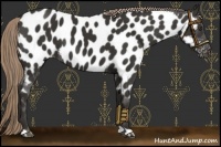 Horse Color:Liver Chestnut Appaloosa 