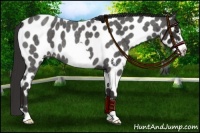 Horse Color:Liver Red Roan Frame Appaloosa