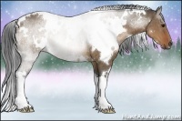 Horse Color:White Spotted Brown Dun 