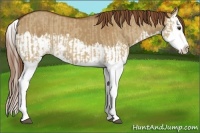 Horse Color:Red Dun Splash and Red Dun Splash
