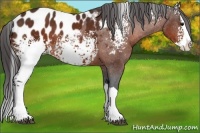 Horse Color:White Spotted Brown Splash Appaloosa Rabicano