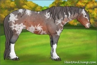 Horse Color:Brown Ice Appaloosa 
