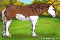 Horse Color:Chestnut Splash 