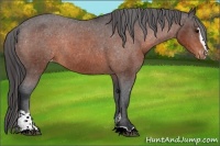 Horse Color:Bay Sabino Appaloosa Rabicano 
