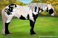 Horse Color:Bay Splash Appaloosa 