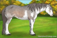 Horse Color:Brown Splash Appaloosa 