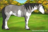 Horse Color:Grullo Roan Sabino Splash 
