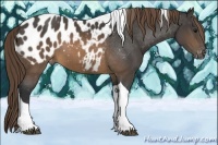 Horse Color:Buckskin Sabino Tobiano Appaloosa Rabicano