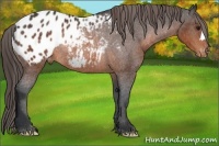 Horse Color:Brown Appaloosa Rabicano