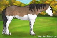 Horse Color:Brown Dun Splash