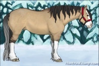 Horse Color:Bay Dun Splash 