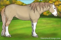 Horse Color:Red Dun Splash 