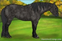 Horse Color:Grullo Ice 