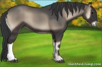 Horse Color:Blue Onyx 