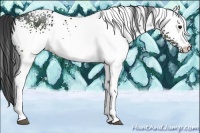 Horse Color:White Spotted Black 
