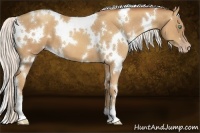 Horse Color:White Spotted Silver Sable Champagne 