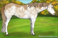 Horse Color:Red Dun Splash  and Red Dun Splash Frame 