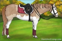 Horse Color:Red Dun Splash  and Red Dun Splash 