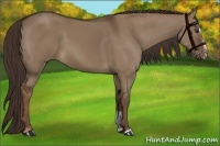 Horse Color:Liver Red Dun Sabino 