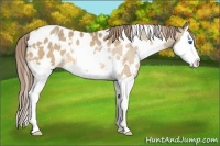 Horse Color:White Spotted Sable Cream Champagne Splash Appaloosa Rabicano