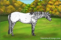 Horse Color:White Spotted Blue Roan Appaloosa