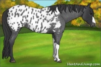 Horse Color:Blue Roan Appaloosa 
