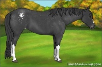 Horse Color:Blue Roan Appaloosa