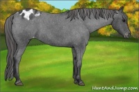 Horse Color:Blue Roan Varnish 