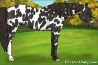 Horse Color:Liver Chestnut Near Leopard