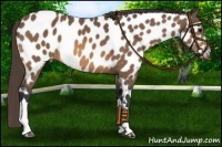 Horse Color:Buckskin Near Leopard 