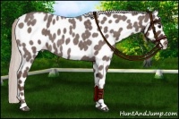 Horse Color:Silver Blue Roan Leopard 