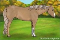 Horse Color:Palomino 