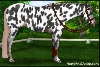 Horse Color:Liver Chestnut Appaloosa 