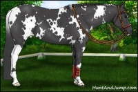 Horse Color:White Spotted Smoky Black