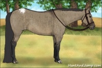 Horse Color:Brown Dun Appaloosa Brindle 