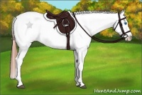 Horse Color:Bay Splash Tobiano Appaloosa  and Amber Champagne Splash Tobiano Appaloosa 