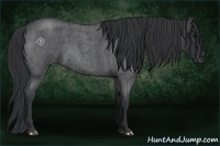 Horse Color:Blue Roan 
