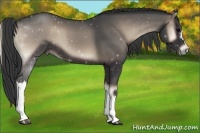 Horse Color:Blue Onyx