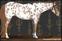 Horse Color:Red Roan Frame Appaloosa Rabicano 