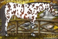 Horse Color:Bay Appaloosa