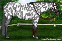 Horse Color:Blue Roan Near Leopard 