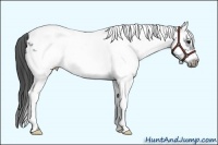 Horse Color:White Spotted Black Frame Appaloosa