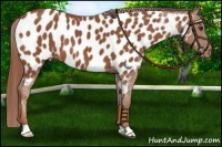 Horse Color:Chestnut Appaloosa