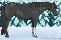 Horse Color:Smoky Black 