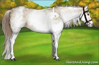 Horse Color:White Spotted Liver Red Dun Splash 