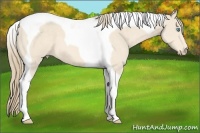 Horse Color:Perlino Tobiano 